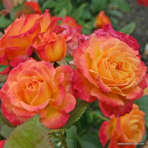 GARTENSPASS® GARTENSPASS®